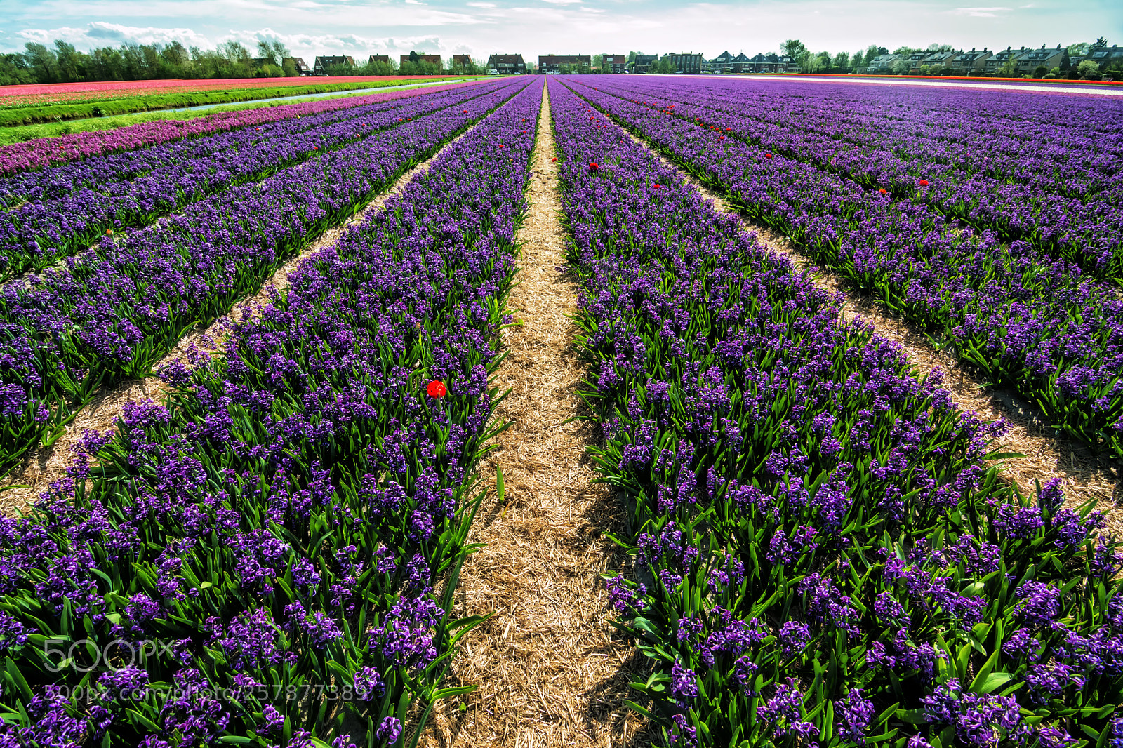 Nikon D7100 sample photo. Hyacinth and tulips field photography