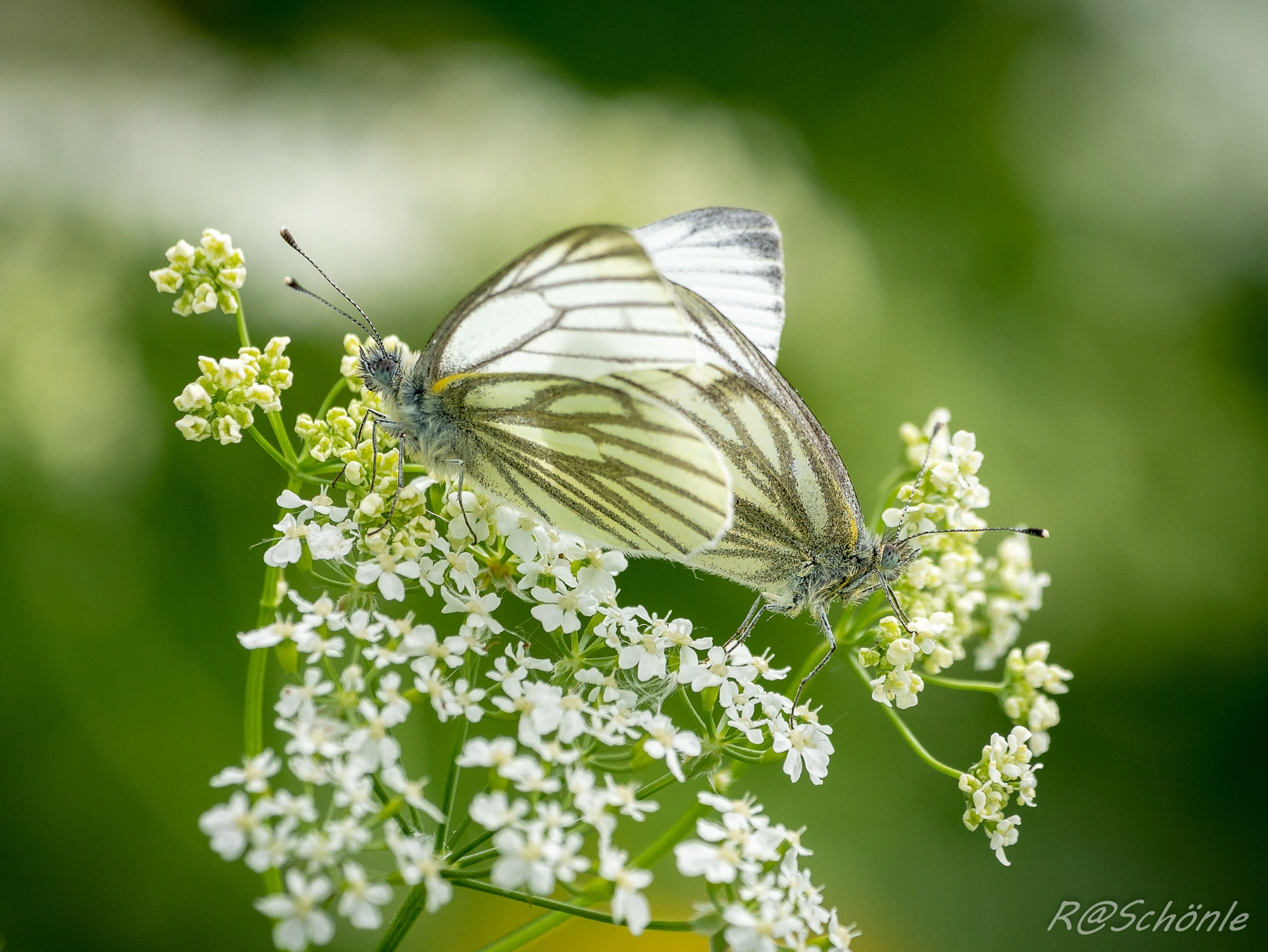 Panasonic DMC-G81 sample photo. Grünader - weißling (pieris napi) photography