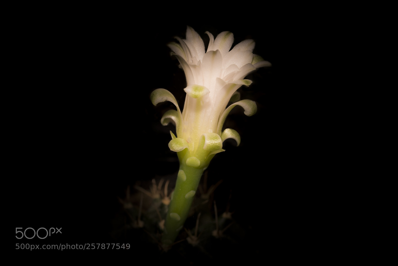 Nikon D750 sample photo. Cactus flower photography