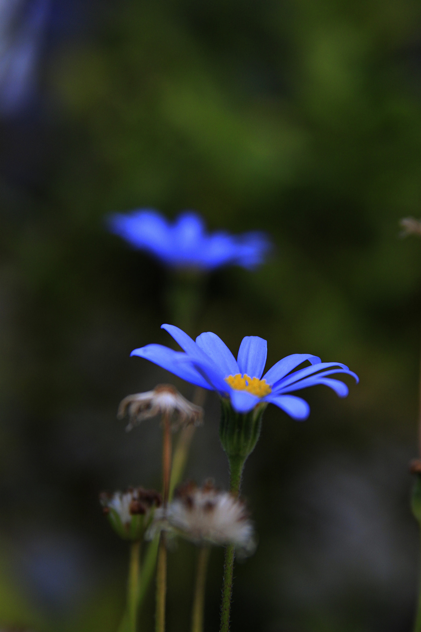 Canon EF 28-135mm F3.5-5.6 IS USM sample photo. 2 blue daisies
 photography