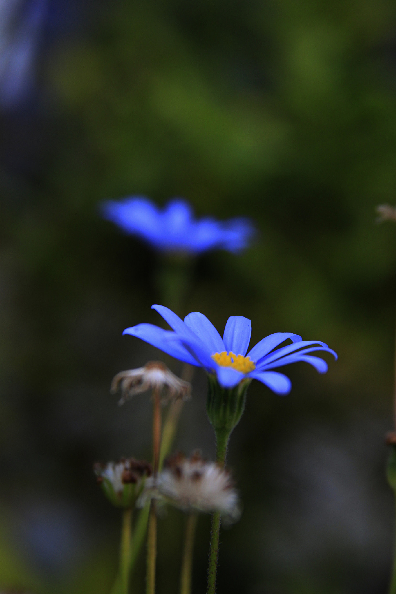 Canon EOS 500D (EOS Rebel T1i / EOS Kiss X3) + Canon EF 28-135mm F3.5-5.6 IS USM sample photo. 2 blue daisies
 photography