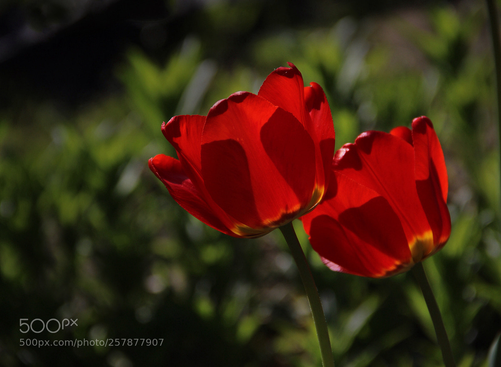 Canon EOS 600D (Rebel EOS T3i / EOS Kiss X5) sample photo. Two tulips  photography