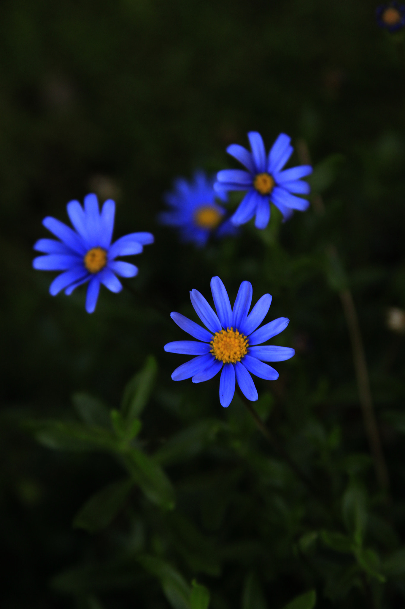 Canon EOS 500D (EOS Rebel T1i / EOS Kiss X3) + Canon EF 28-135mm F3.5-5.6 IS USM sample photo. Blue daisies photography