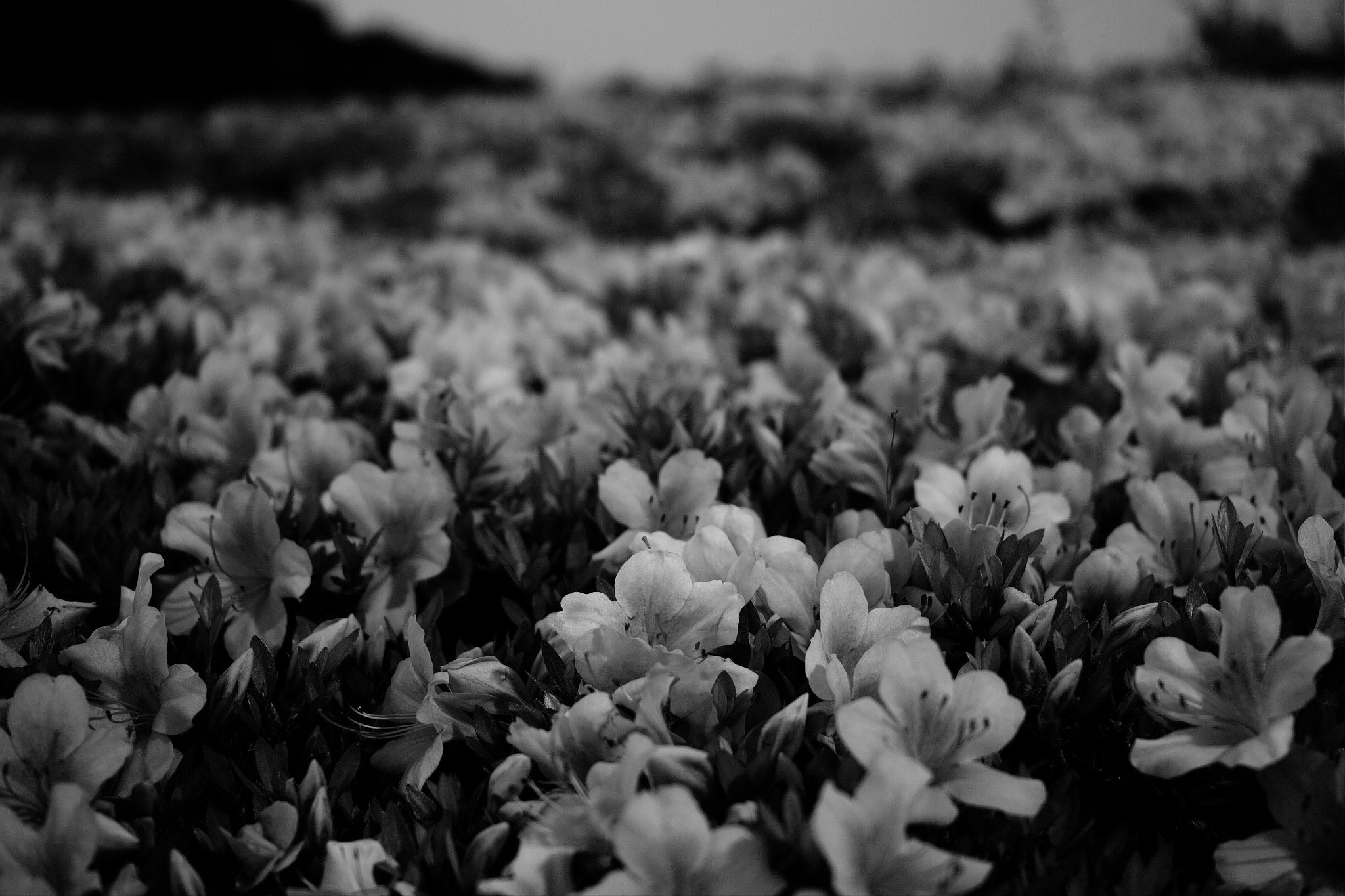 Sigma DP2 Merrill sample photo. Rhododendron photography