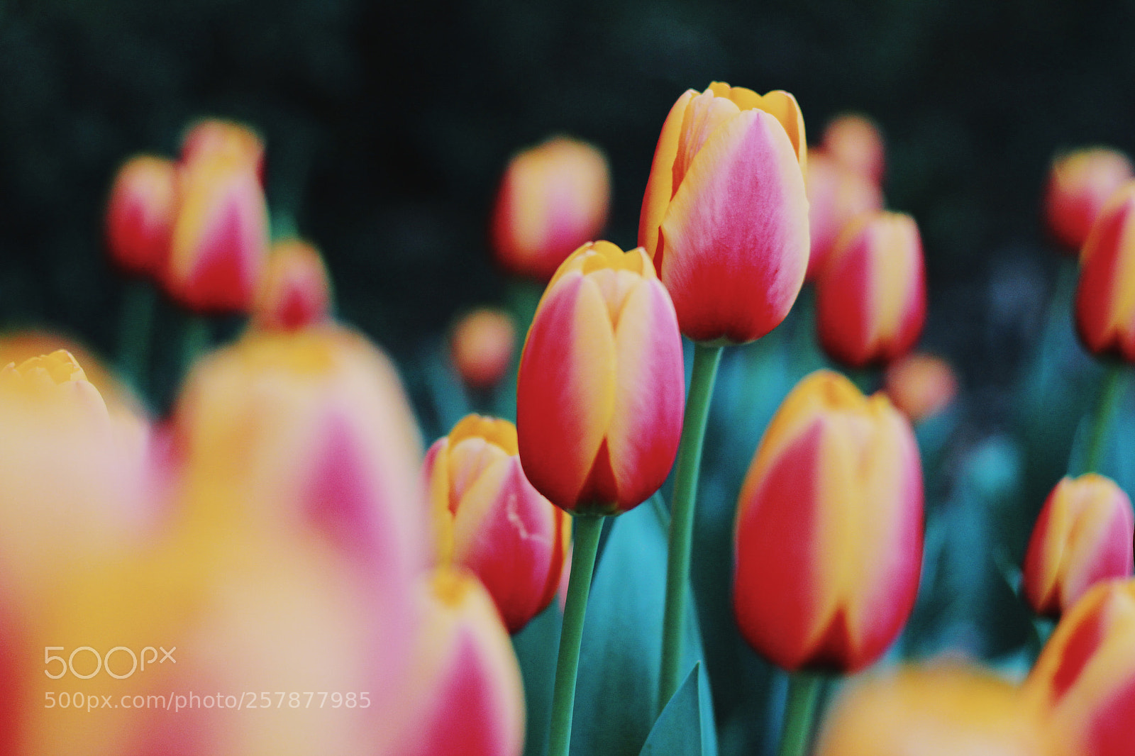 Canon EOS 1300D (EOS Rebel T6 / EOS Kiss X80) sample photo. Tulip time photography