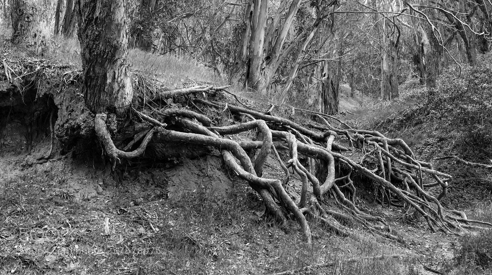 Sony a7R II sample photo. Exposed roots photography