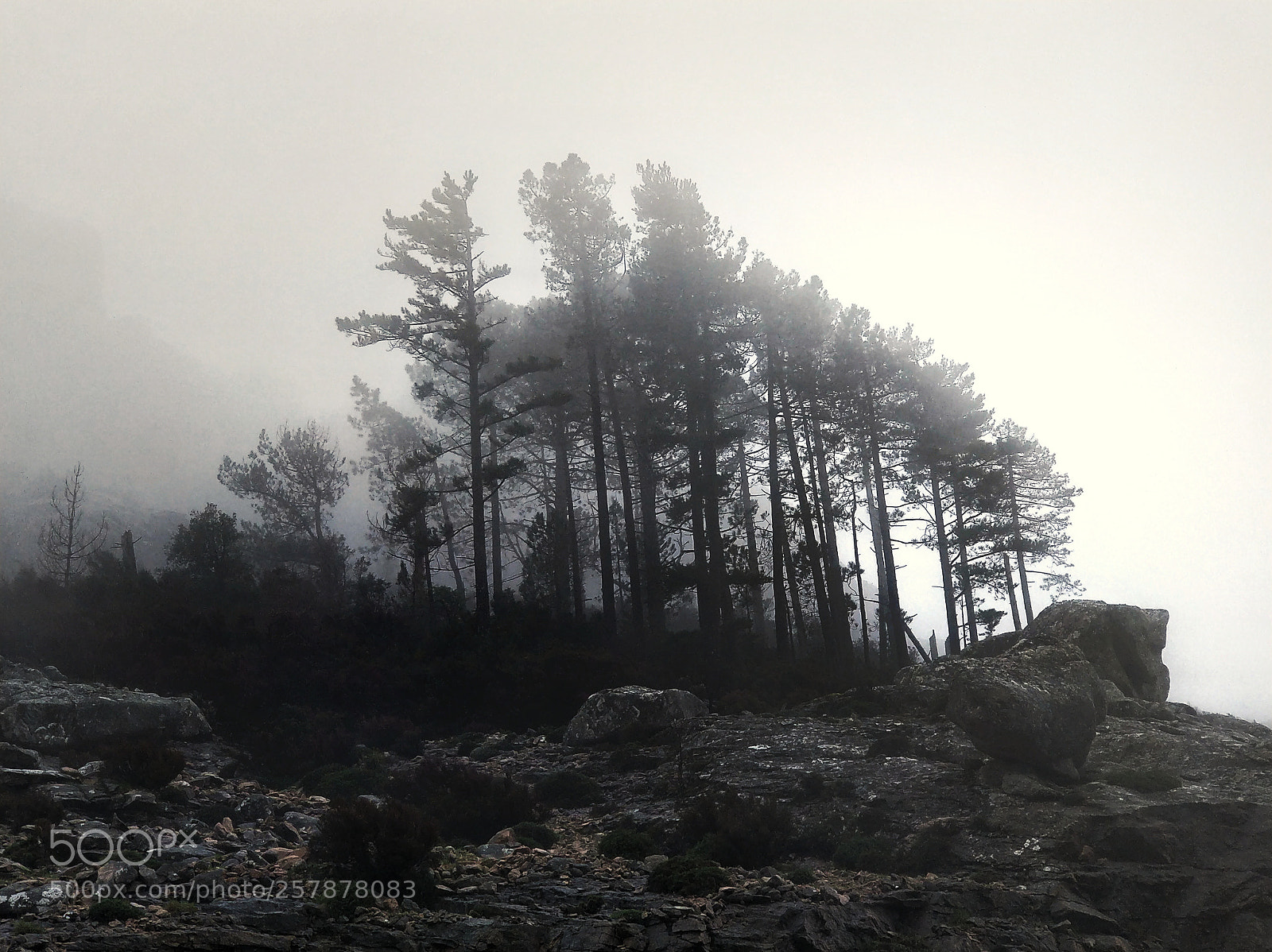 OnePlus 5 sample photo. Trees in the mist photography