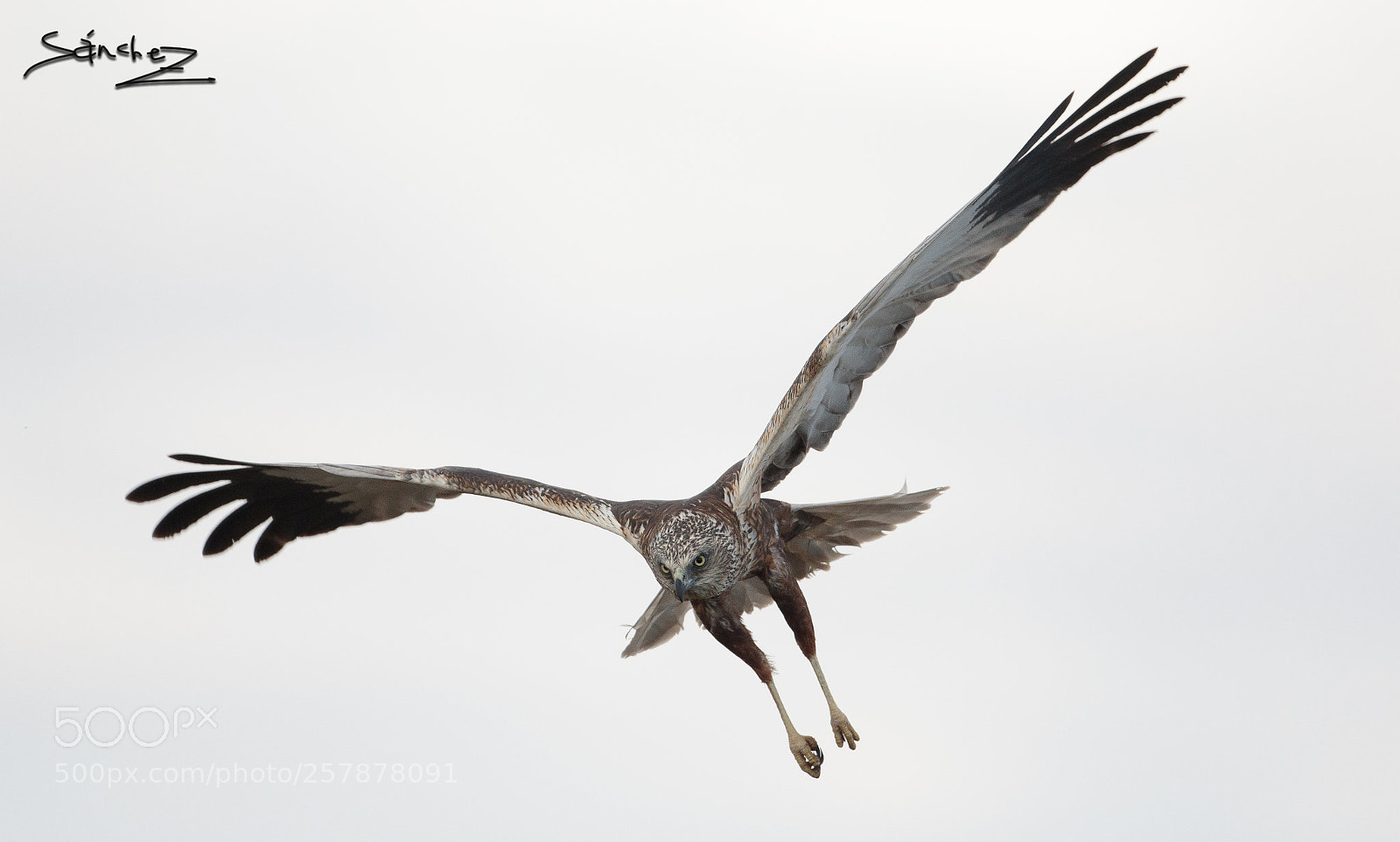 Canon EOS 7D Mark II sample photo. Aguilucho lagunero occidental photography