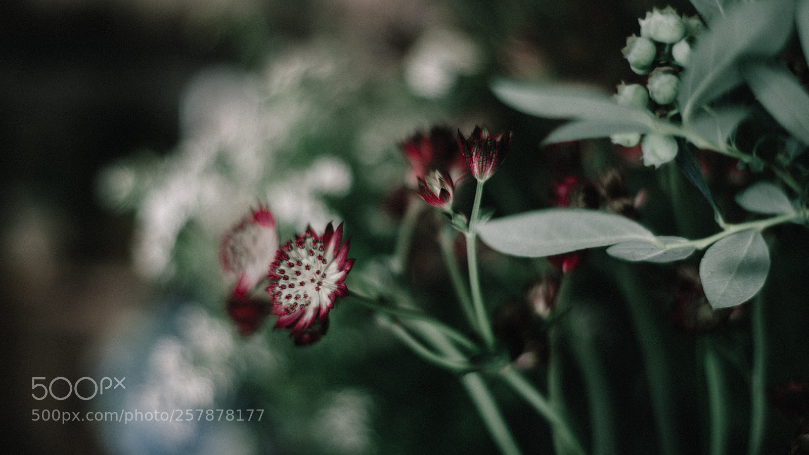 Nikon D800 sample photo. Red photography
