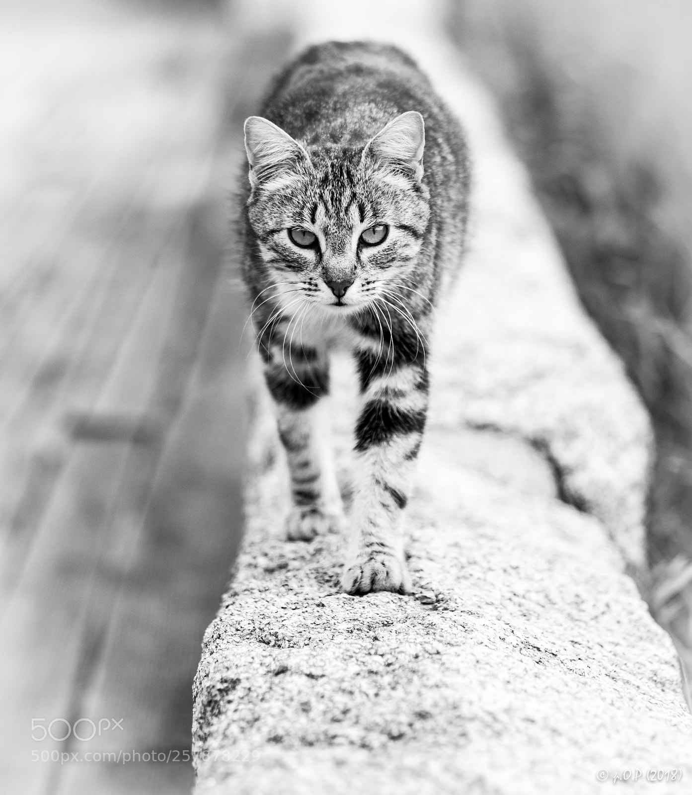Nikon D3300 sample photo. The friendly approach photography