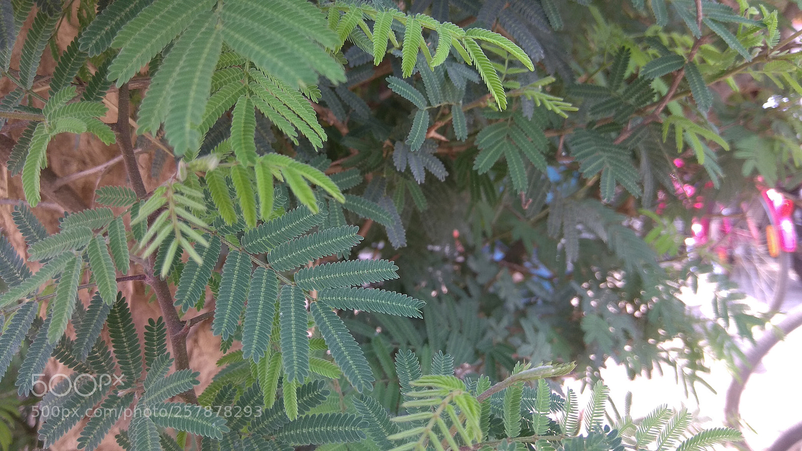 Xiaomi Redmi Note 4 sample photo. Img_20180512_115532.jpg photography