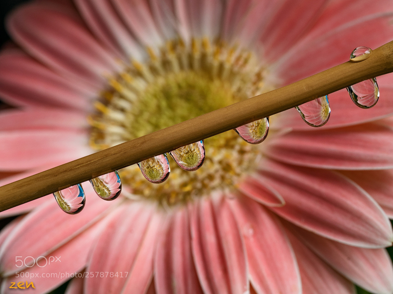 Olympus OM-D E-M5 II sample photo. Pink drops... photography