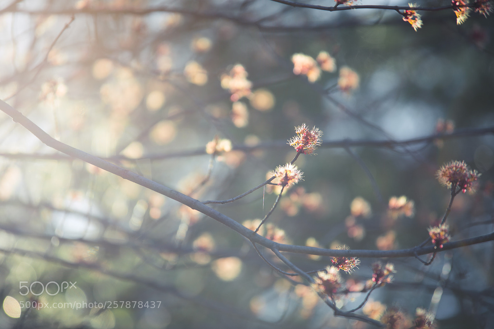 Canon EOS 5D Mark IV sample photo. Spring has sprung photography