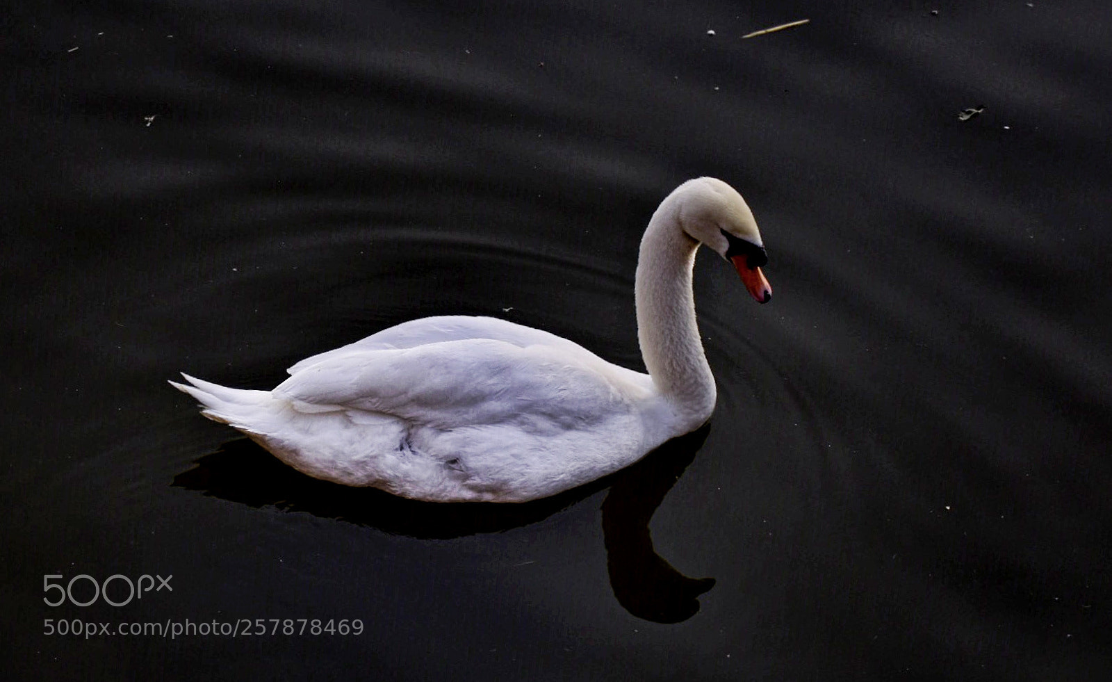Nikon D5500 sample photo. Alone photography