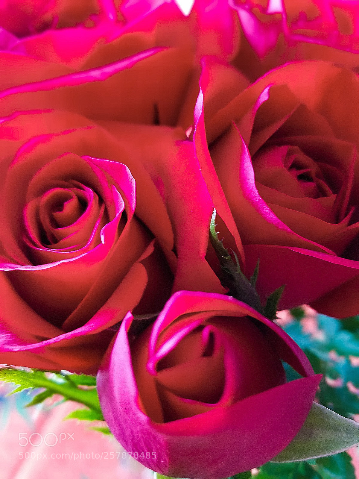 Samsung Galaxy S8 sample photo. Roses photography