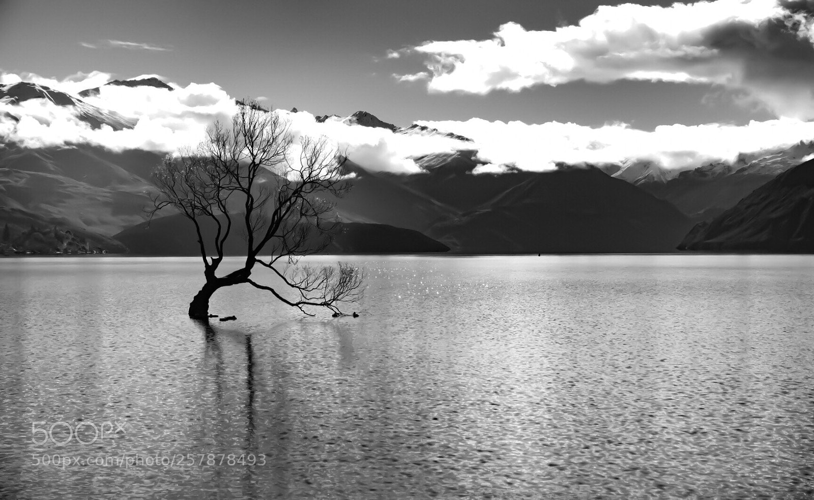 Fujifilm X-H1 sample photo. The wanaka tree photography