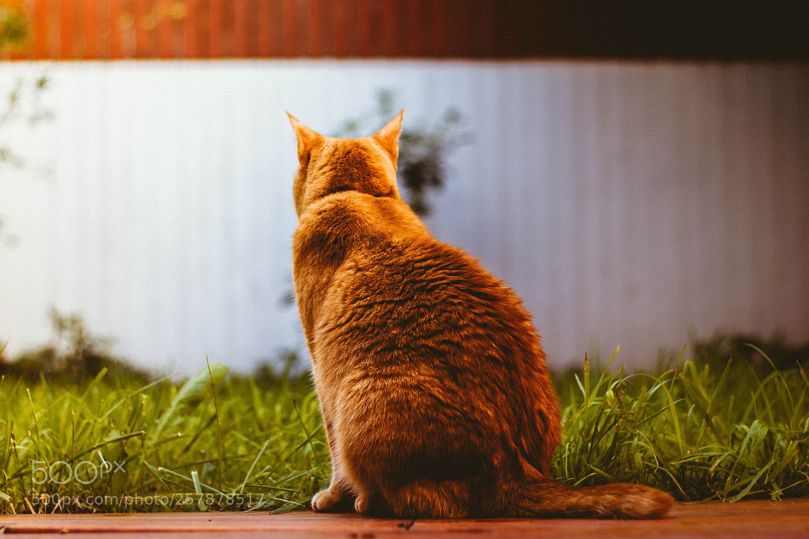 Canon EOS 550D (EOS Rebel T2i / EOS Kiss X4) sample photo. Sandy, the orange cat photography