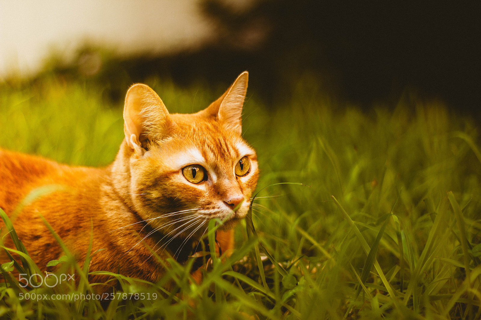 Canon EOS 550D (EOS Rebel T2i / EOS Kiss X4) sample photo. Sandy, the orange cat photography