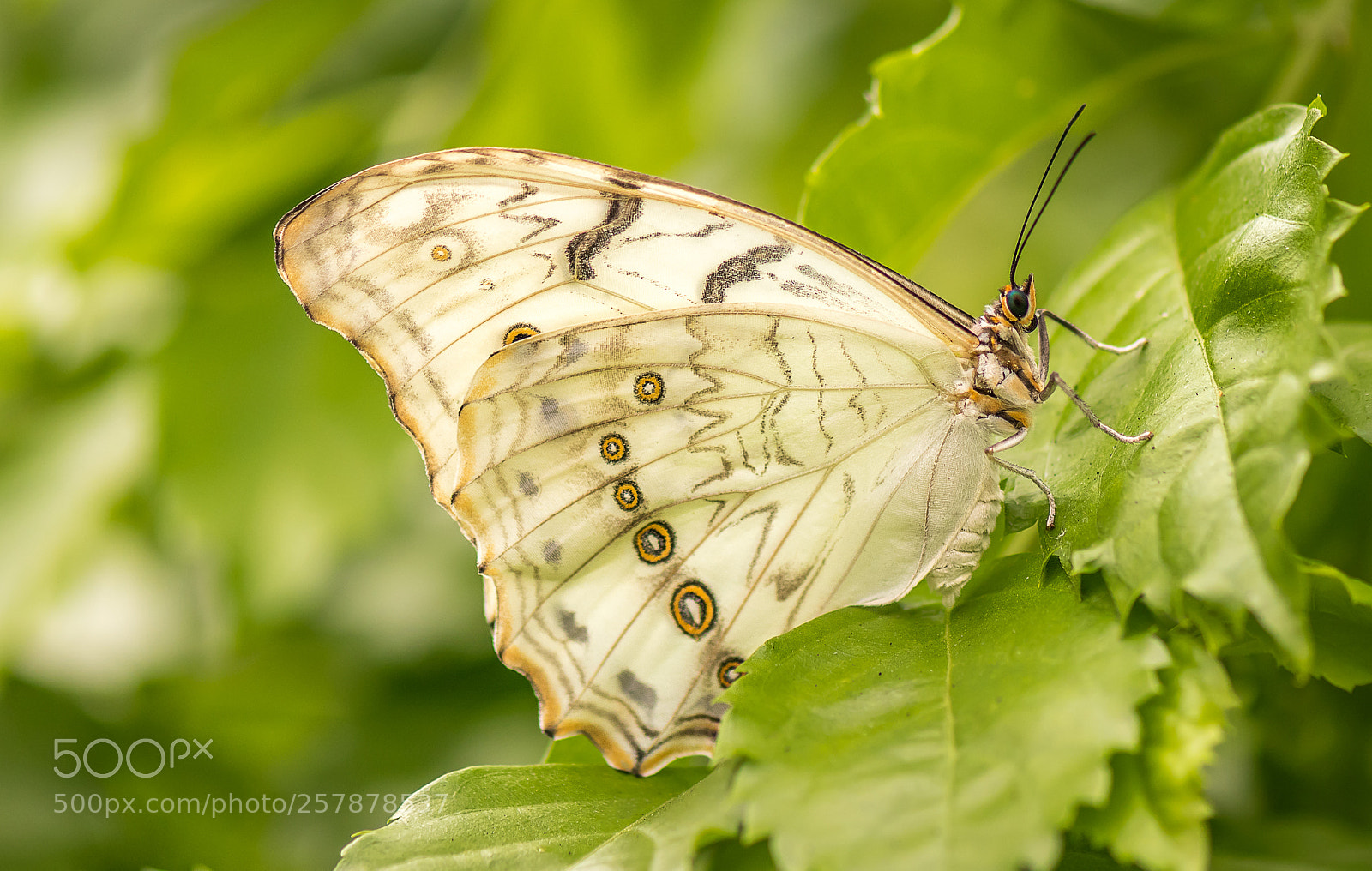 Nikon D500 sample photo. White morpho butterfly photography