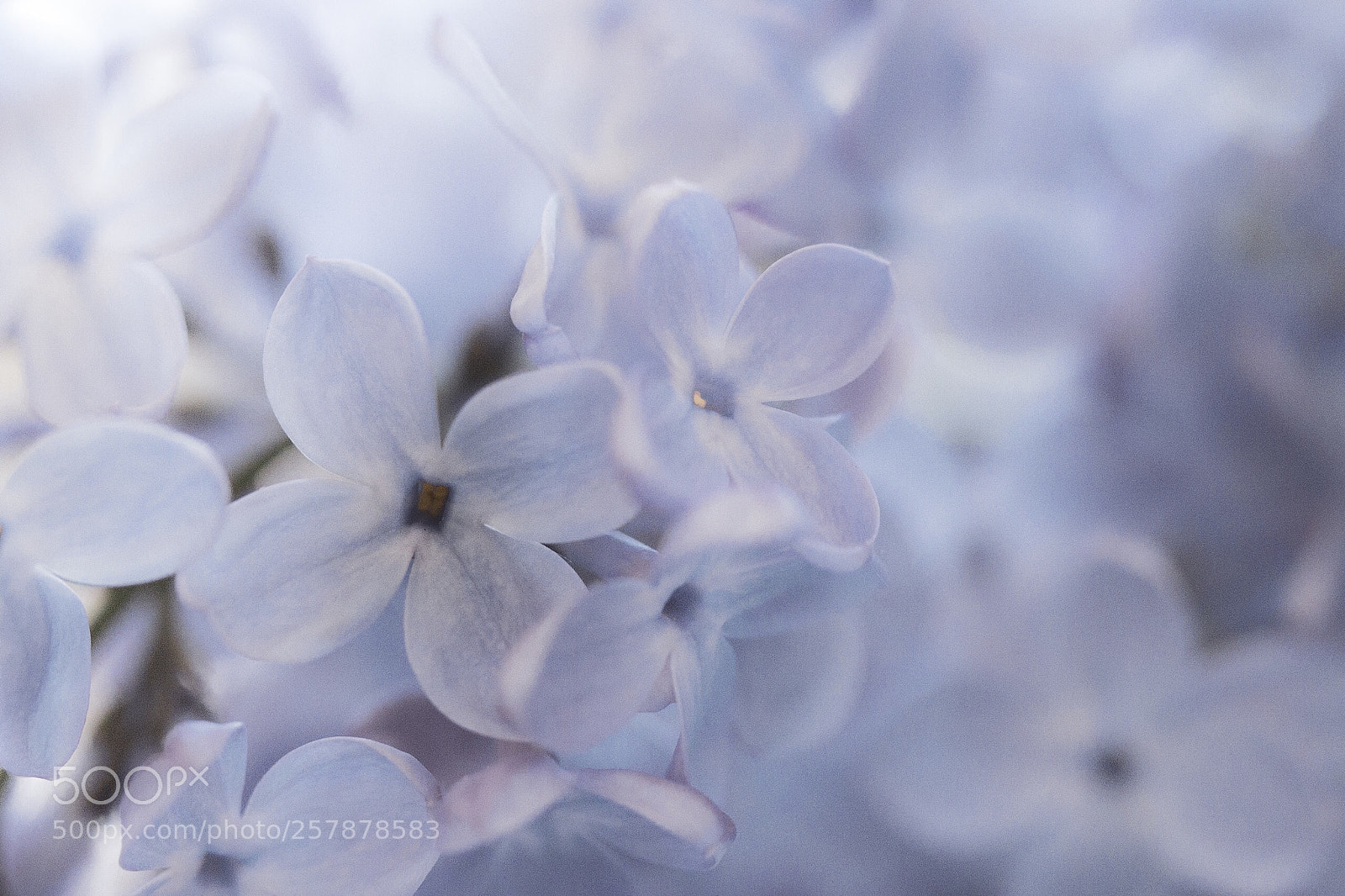 Canon EOS 600D (Rebel EOS T3i / EOS Kiss X5) sample photo. Lilac photography