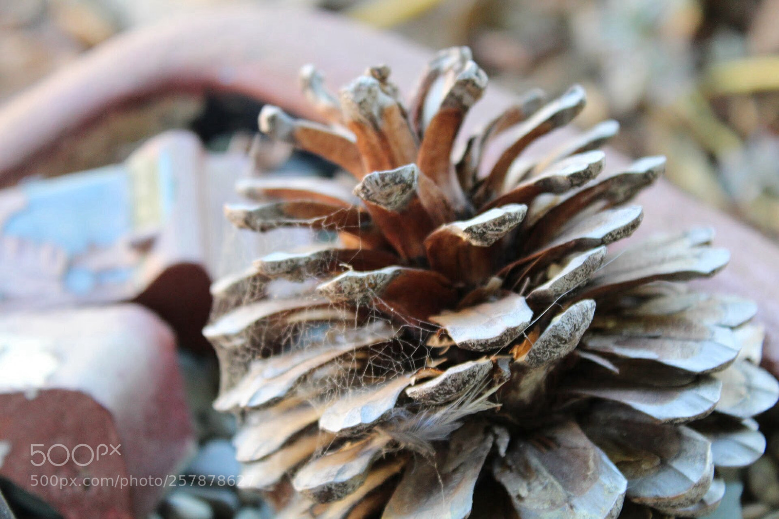 Canon EOS 1300D (EOS Rebel T6 / EOS Kiss X80) sample photo. Greys and rusts photography