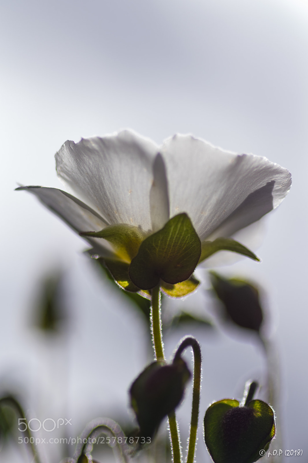 Nikon D3300 sample photo. Cistus ladanifer - esteva photography