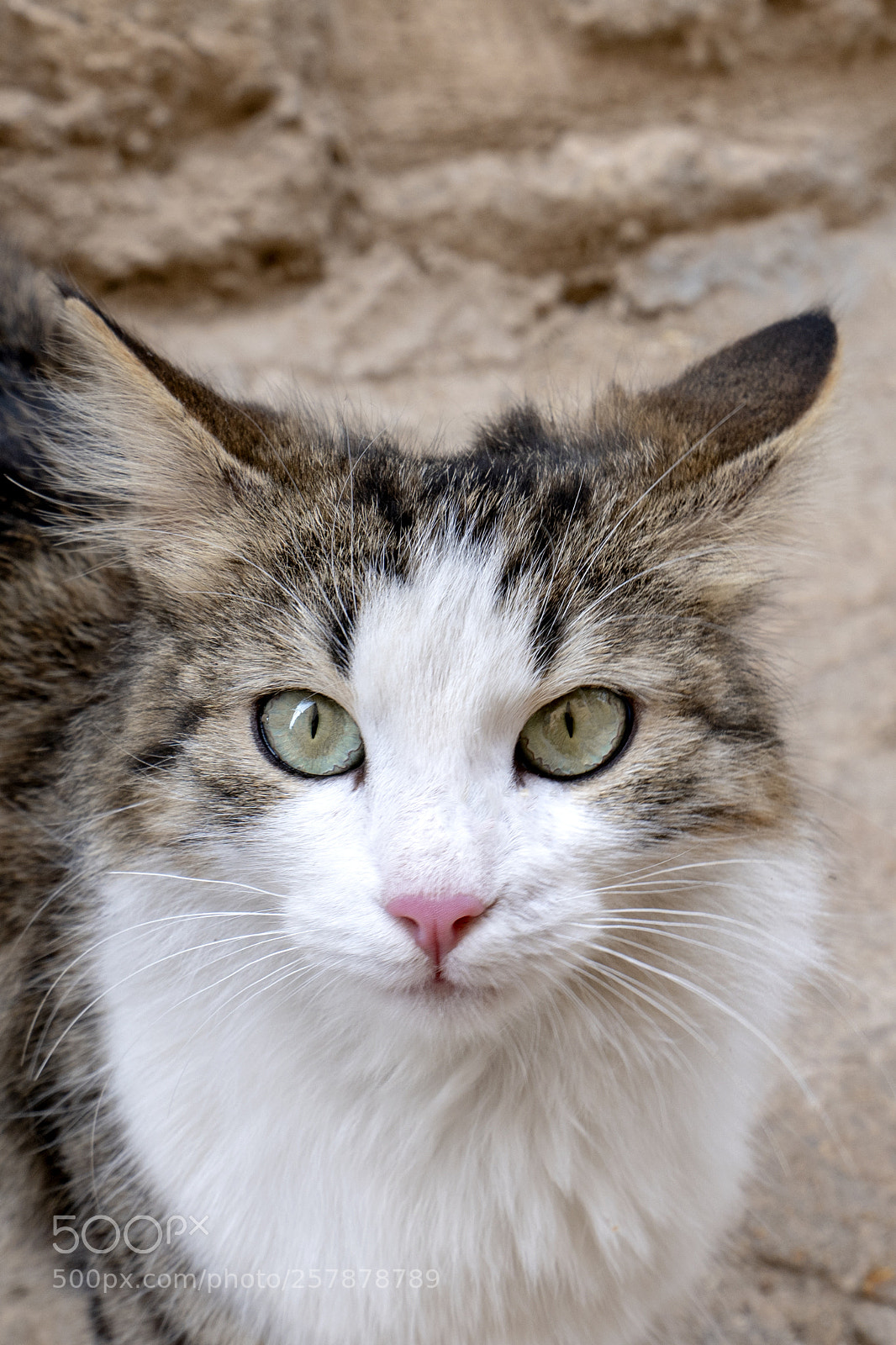 Sony a7R III sample photo. Dsc photography