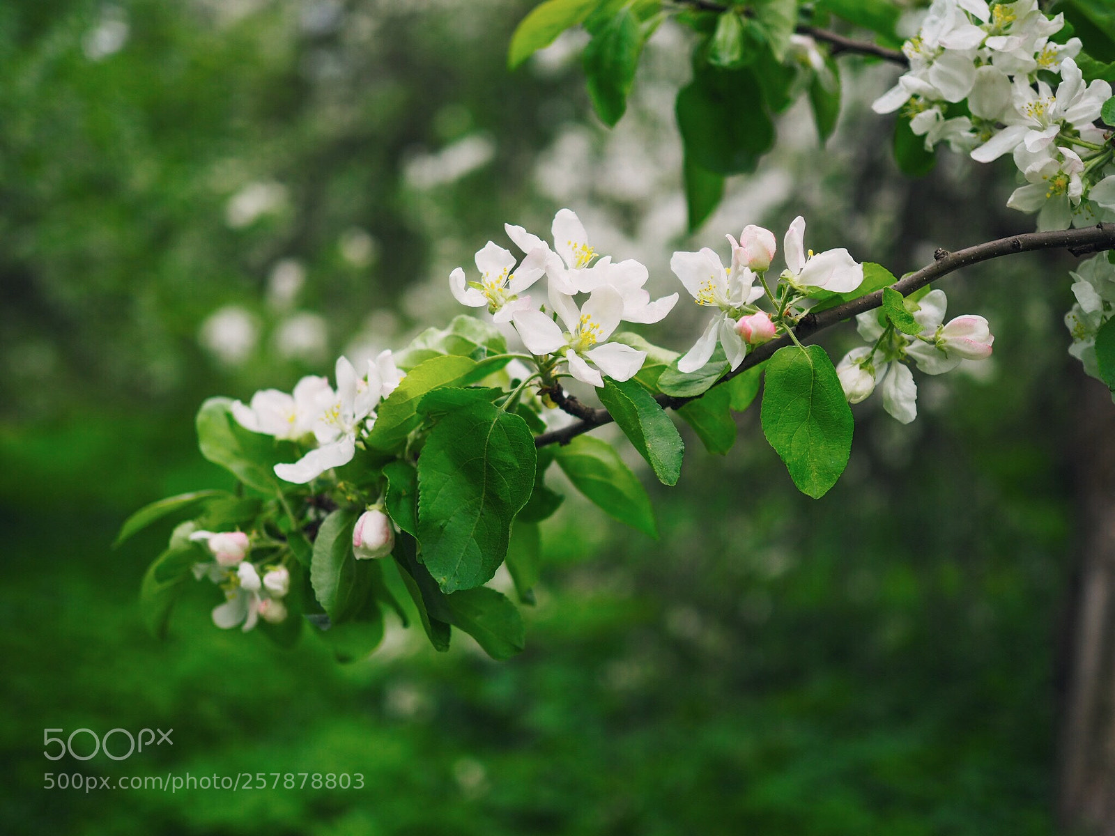 Olympus OM-D E-M10 II sample photo. Spring moment photography
