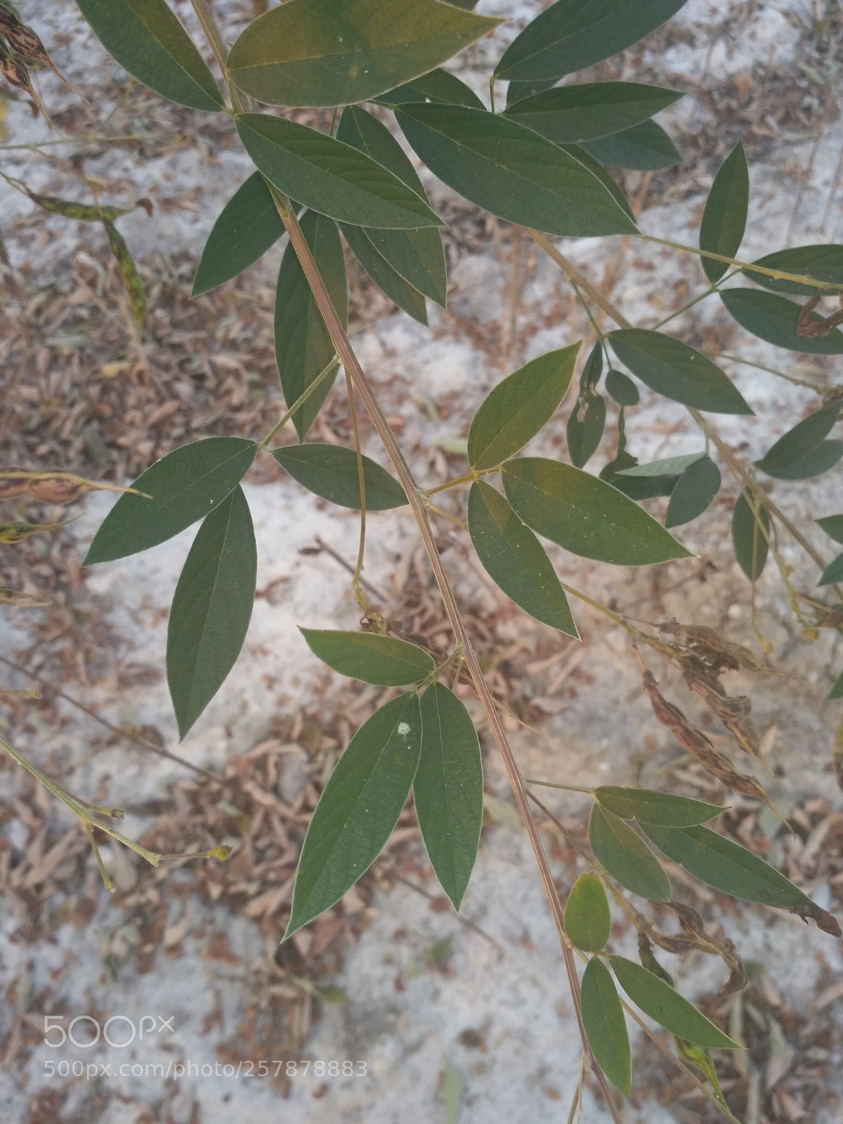 Xiaomi Redmi 3S sample photo. Untitled photography