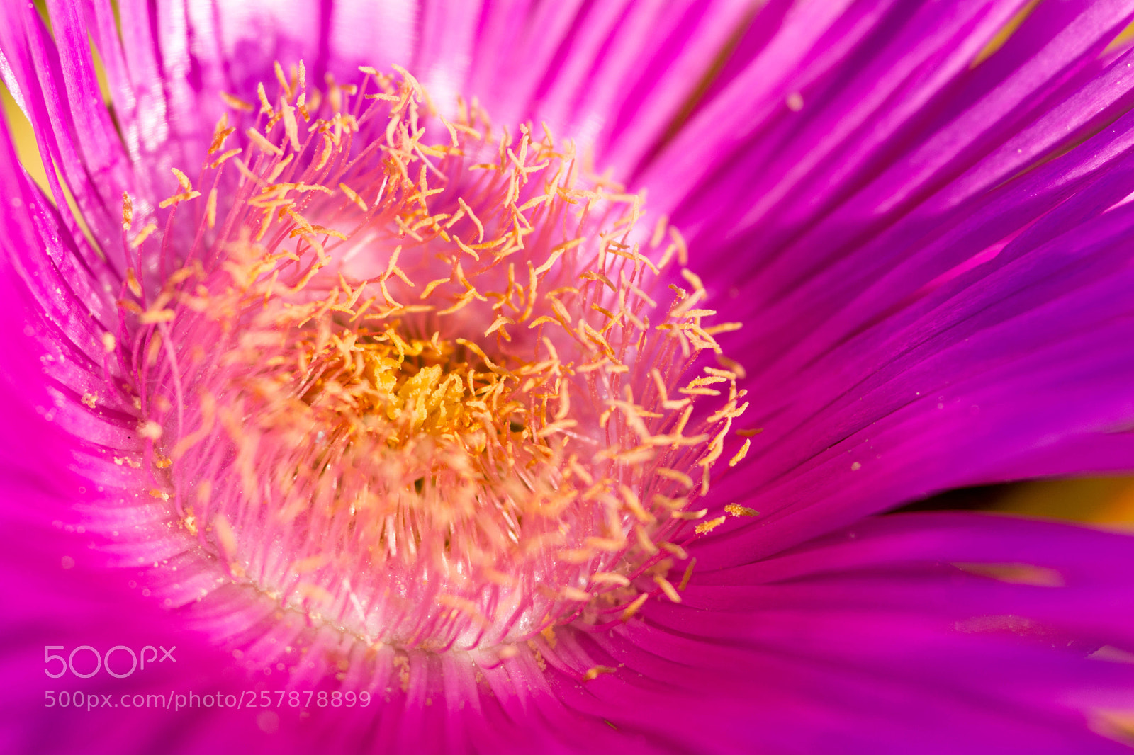 Nikon D7100 sample photo. Flower photography