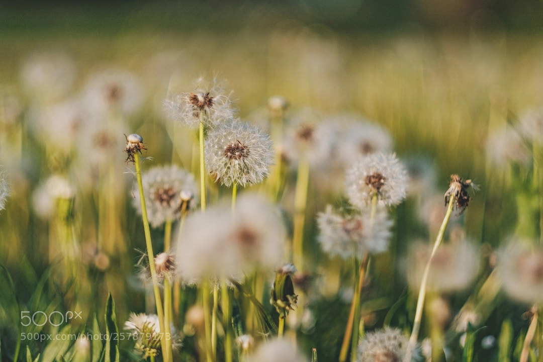 Fujifilm X-T20 sample photo. Alles ist vergänglich photography