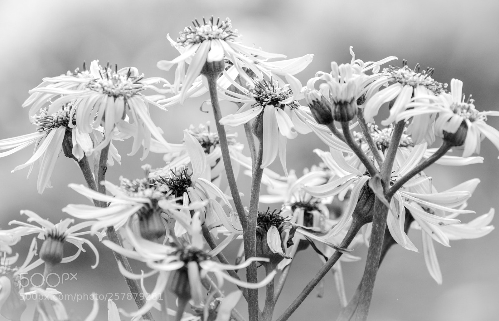 Nikon D600 sample photo. Awesome nature b&w photography