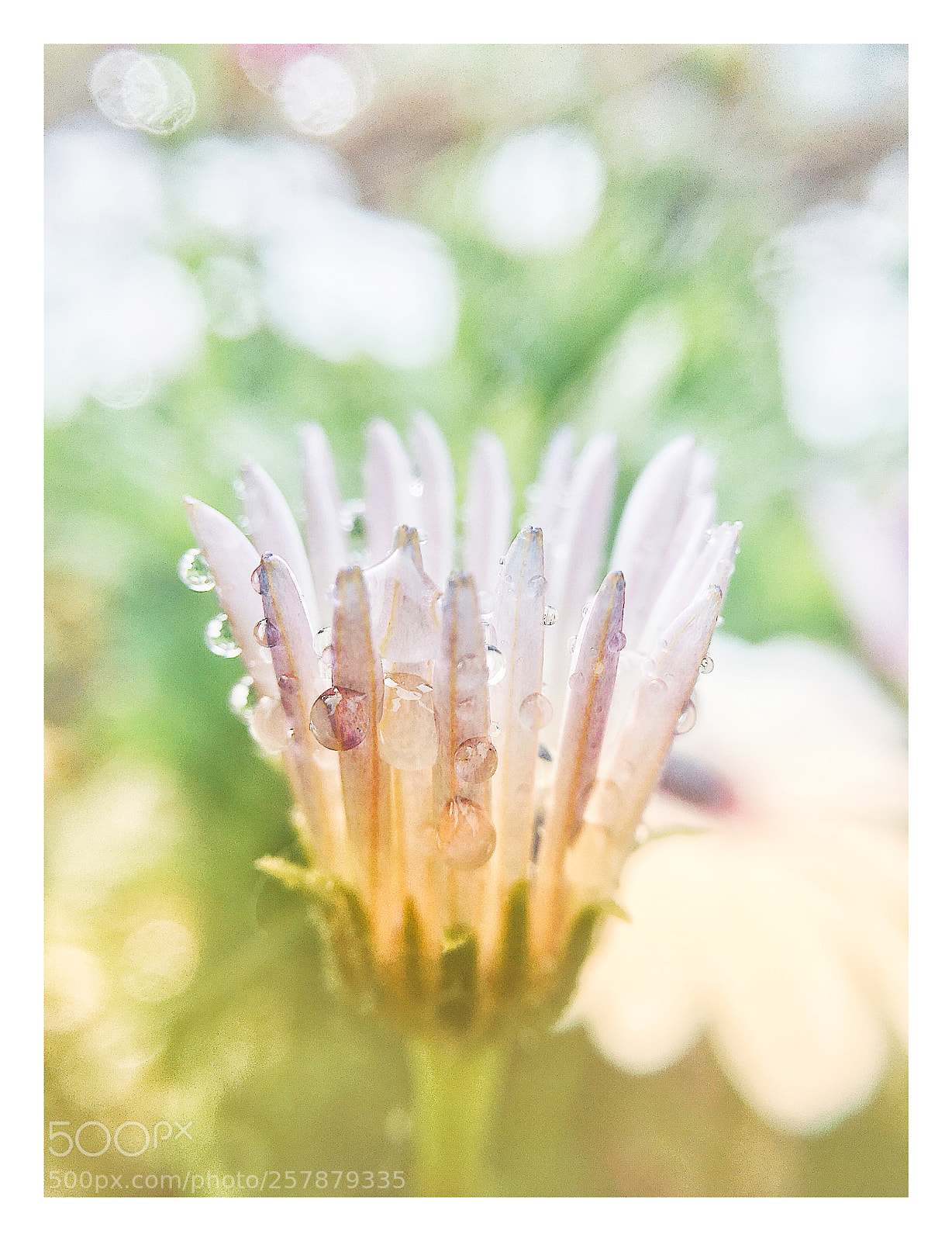 Apple iPhone 6s sample photo. Flower photography