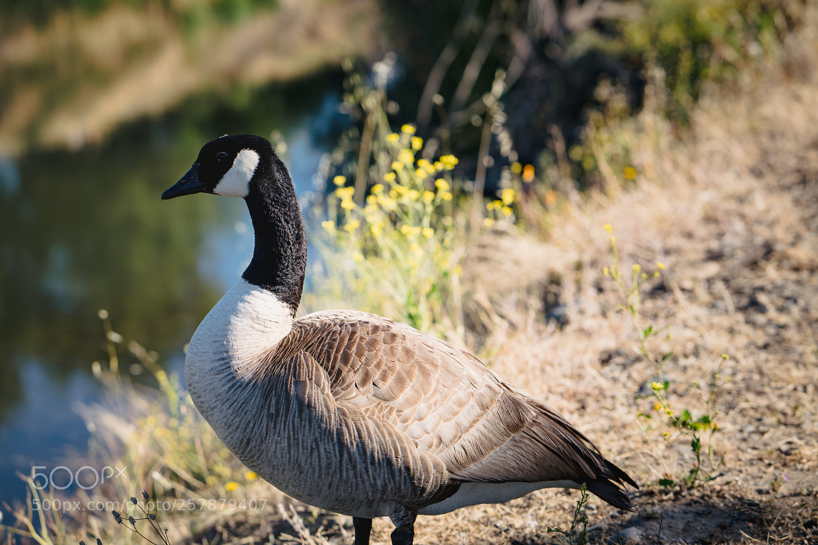 Sony a7R III sample photo. Creekside photography