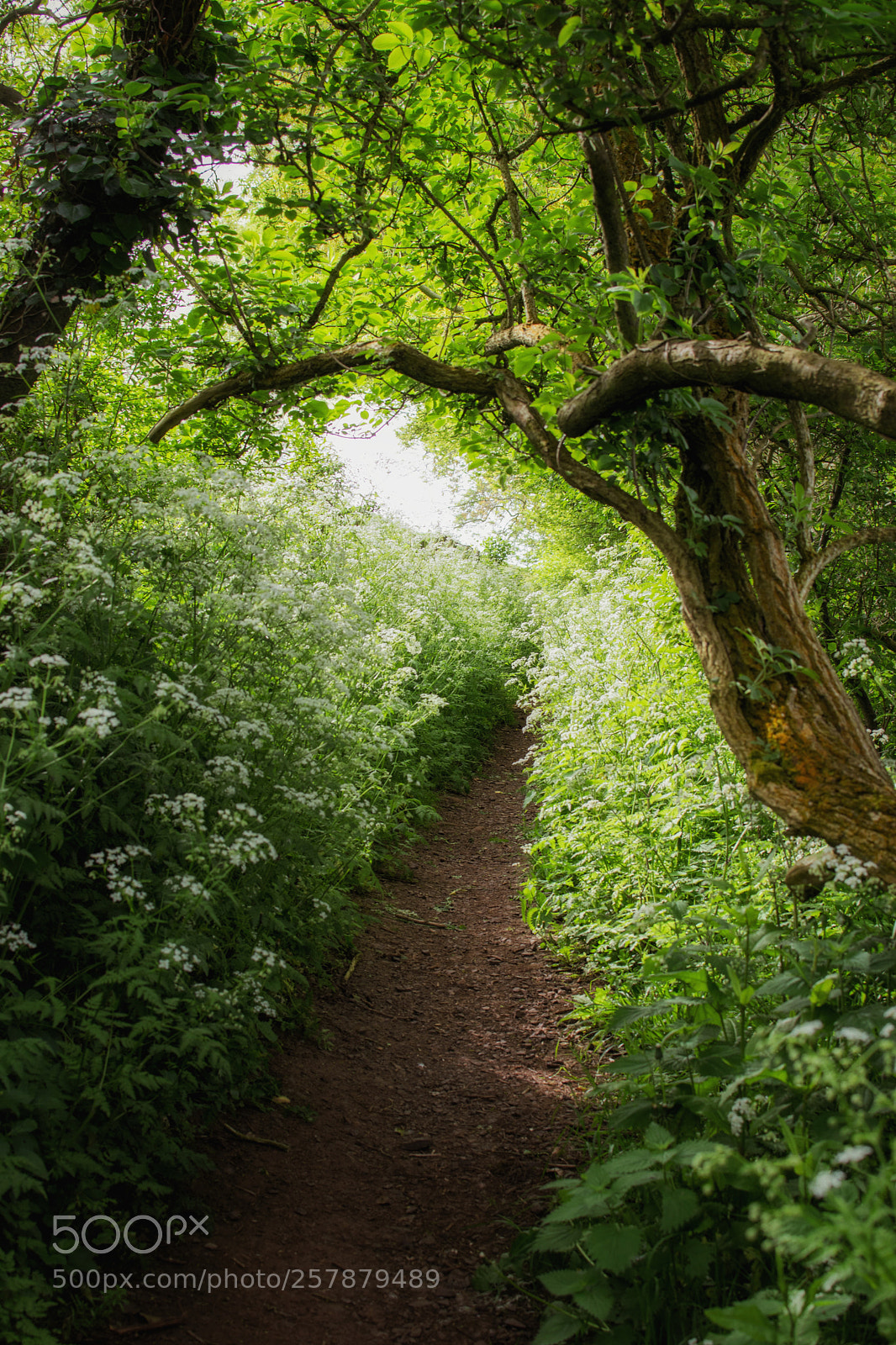 Nikon D3300 sample photo. A cow parsley'd path. photography
