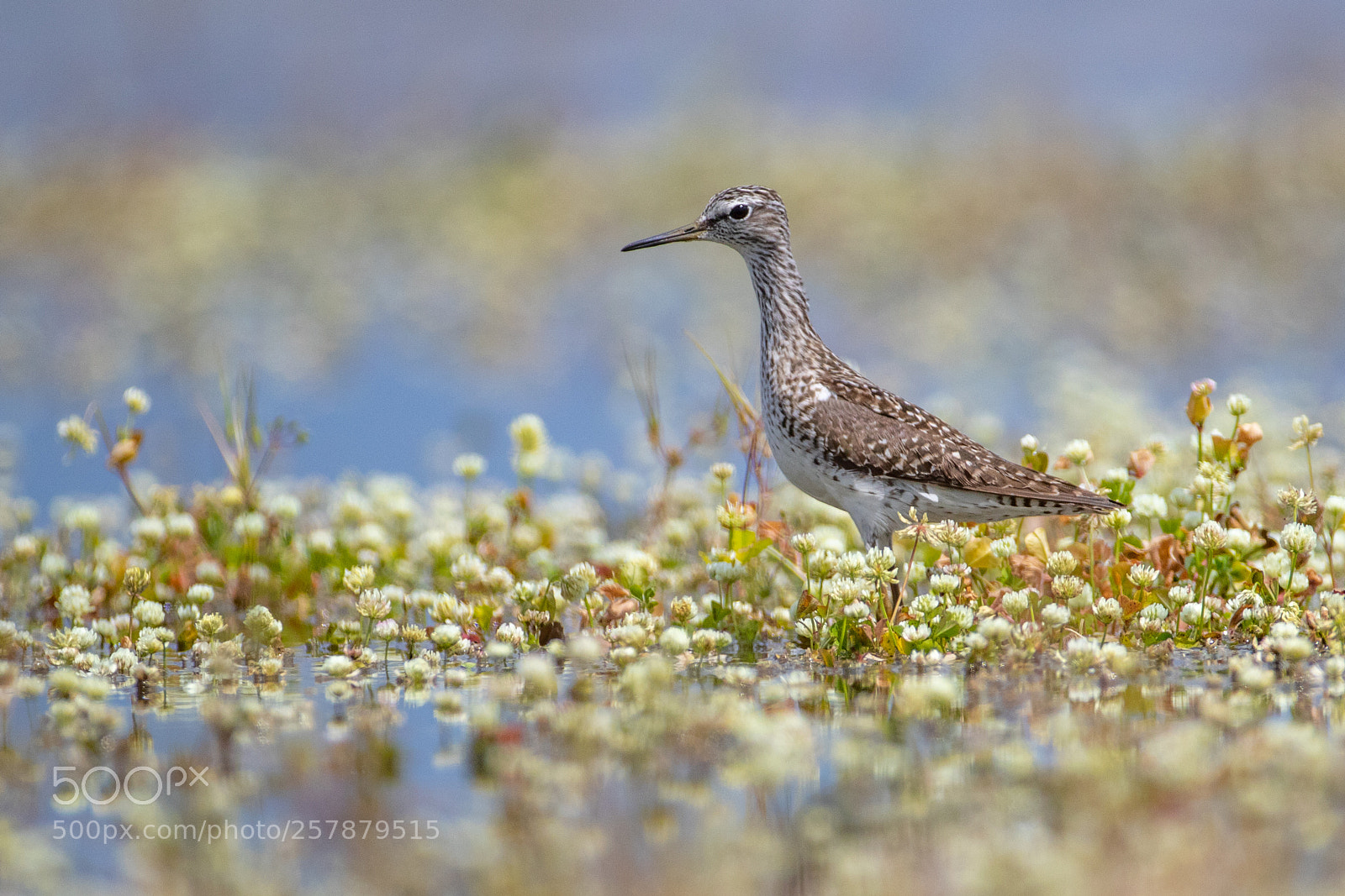 Canon EOS 7D Mark II sample photo. Wood sandpiper - tringa photography