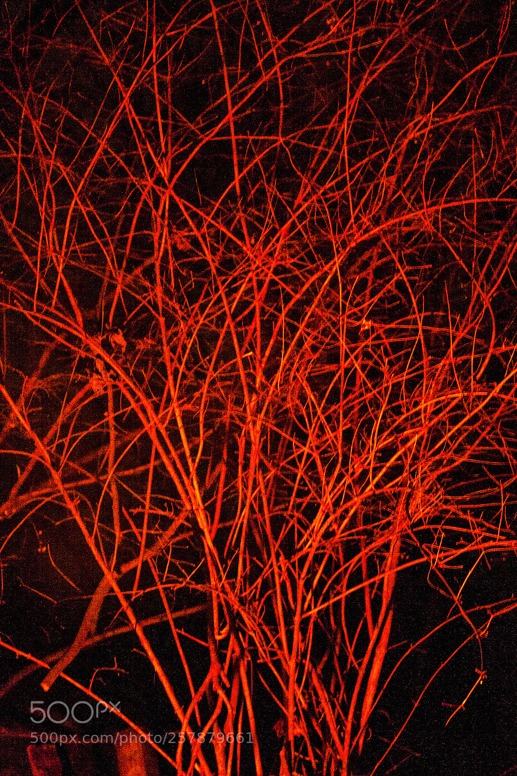 Canon EOS 20D sample photo. Flame tree photography