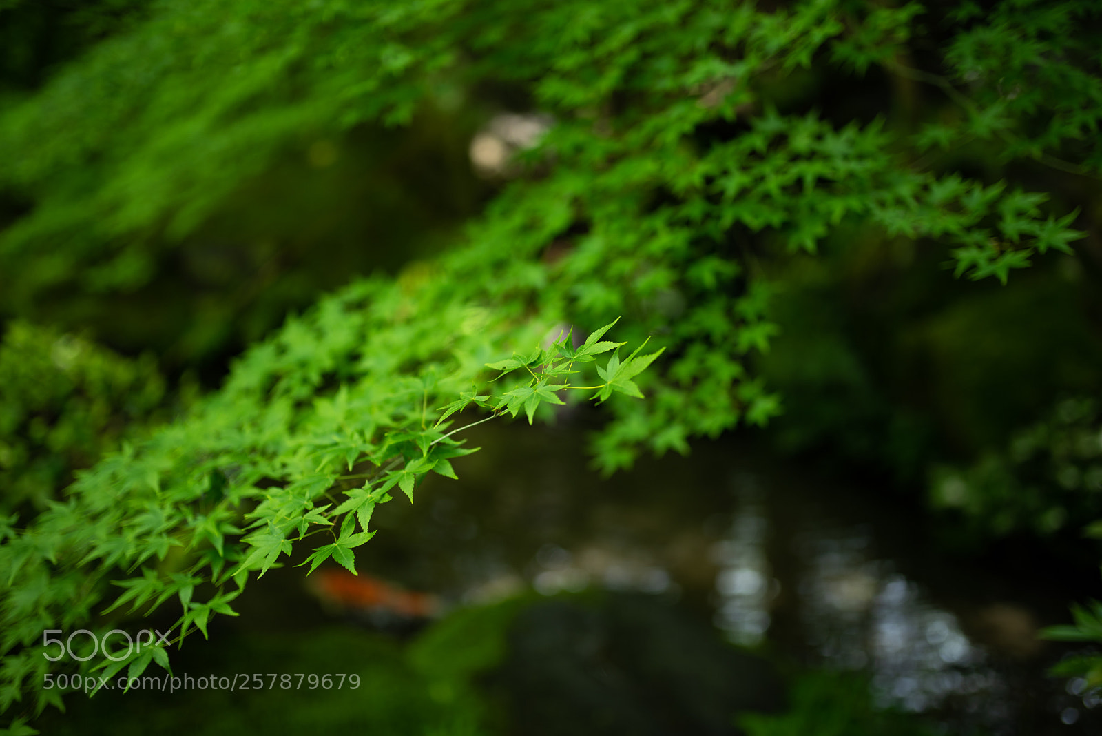 Nikon D750 sample photo. Green maple in kyoto photography