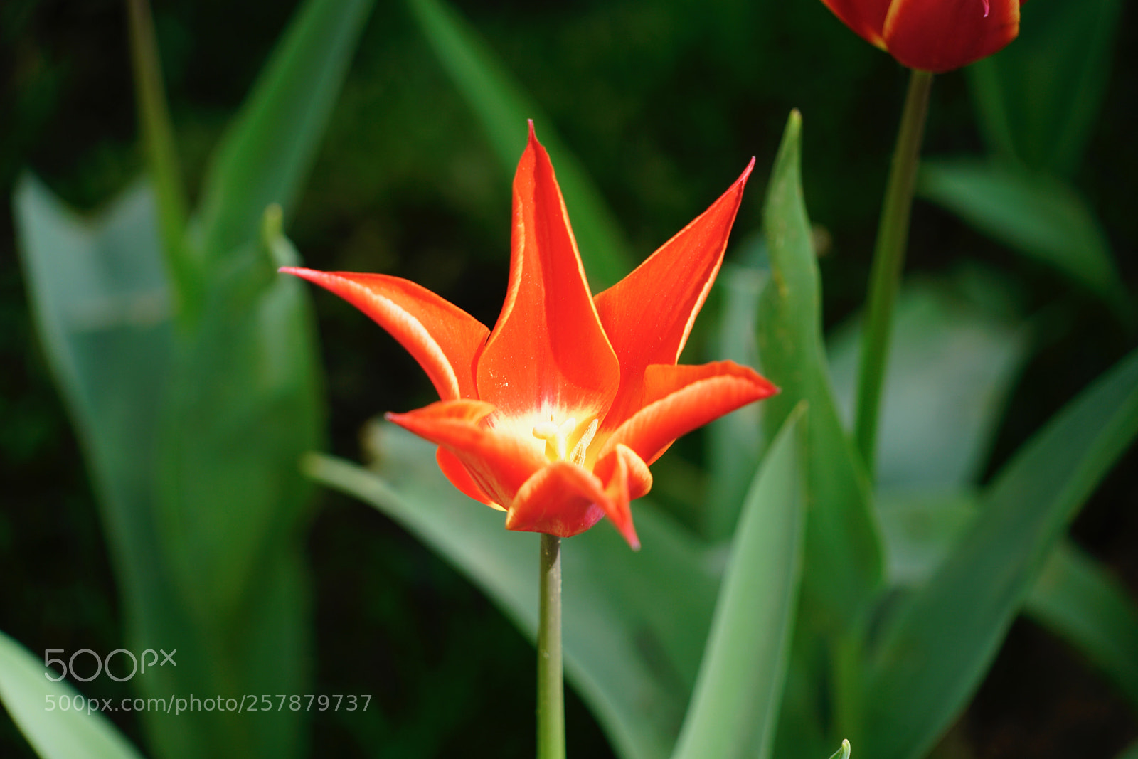 Sony a7R II sample photo. Tulip season 14 photography