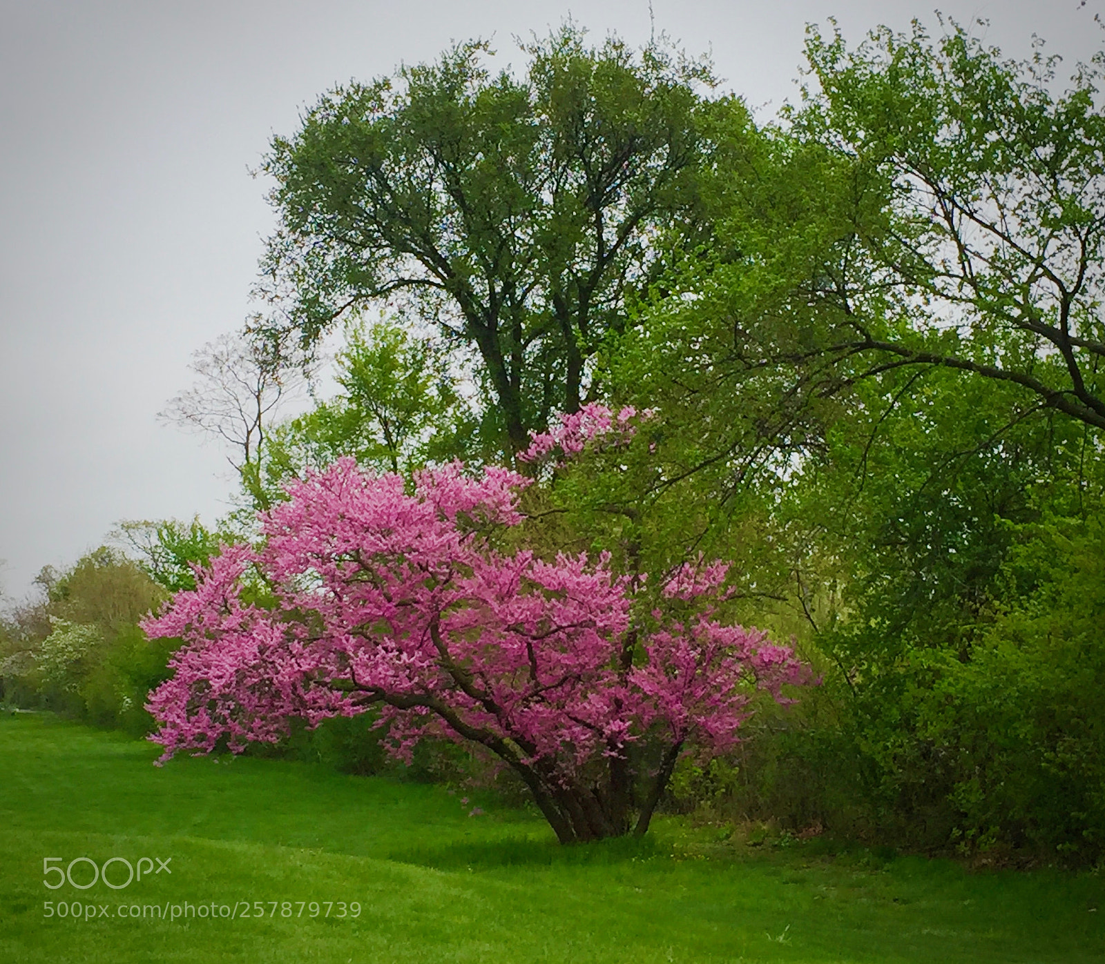 Apple iPhone 6 sample photo. Pink tabebuia treeat joe photography