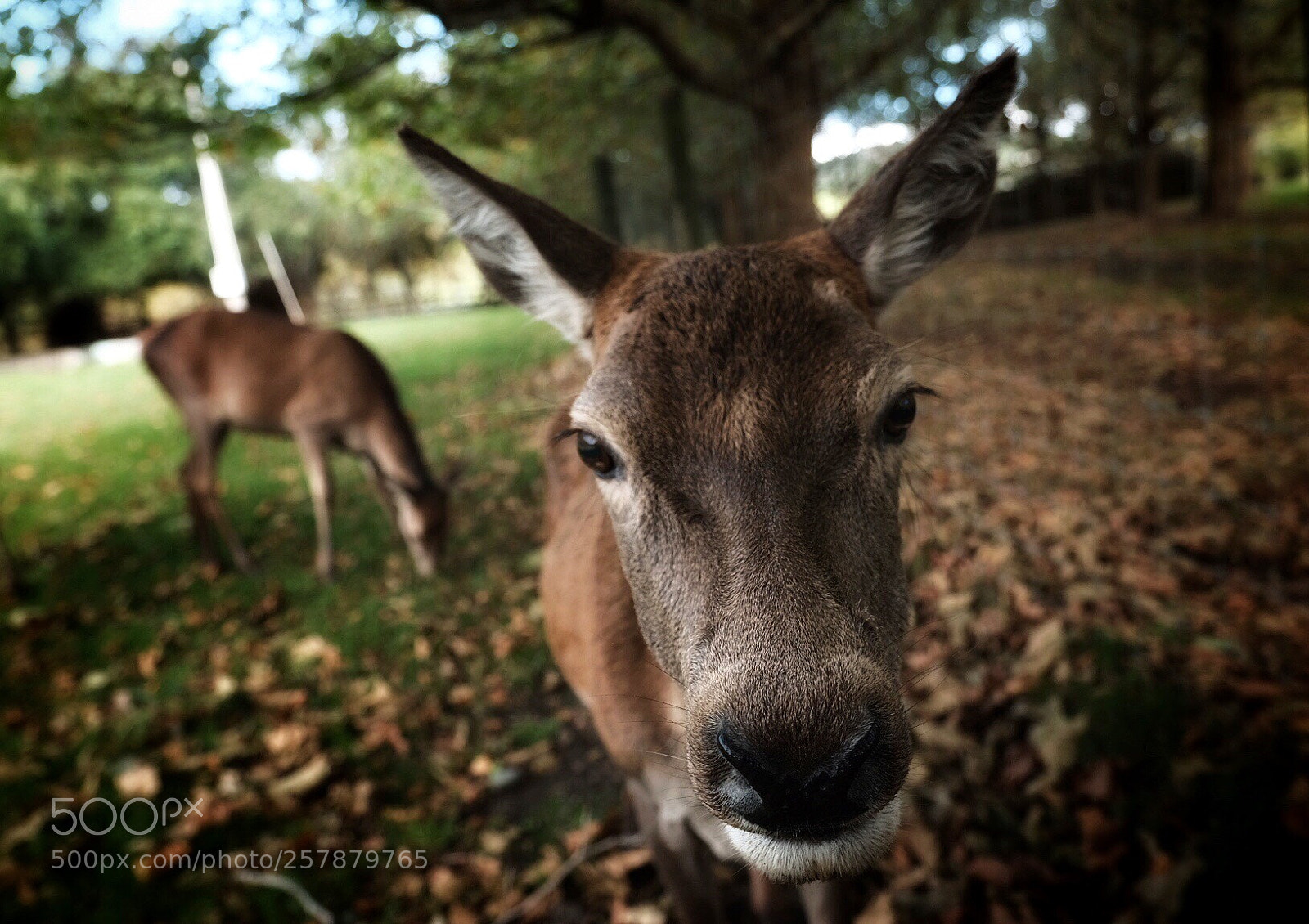 Fujifilm X-H1 sample photo. Oldest deer in the photography