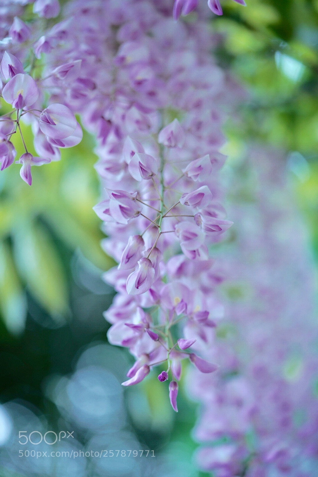 Sony a7R III sample photo. Pink wisteria photography