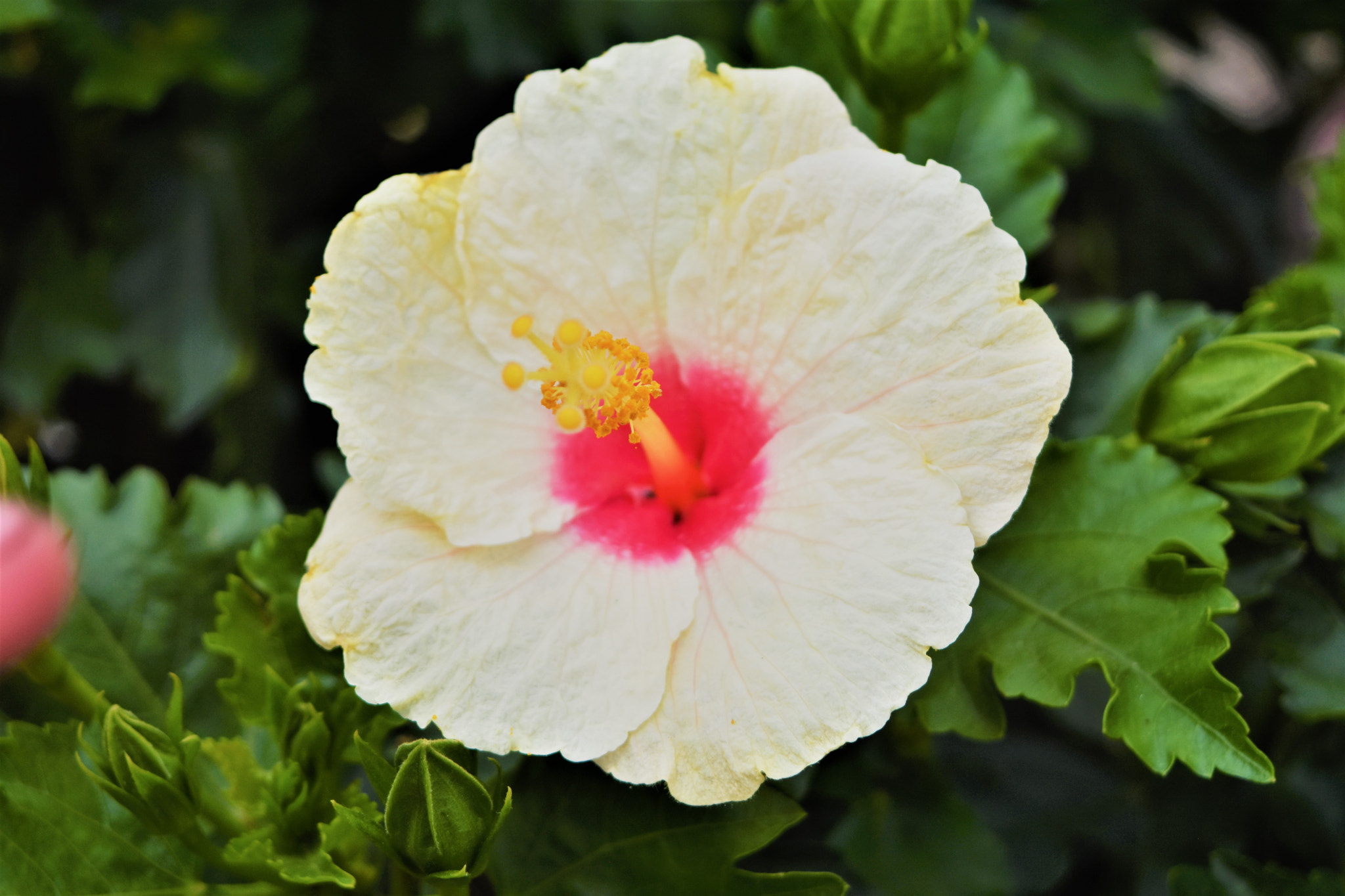 AF Zoom-Nikkor 28-80mm f/3.5-5.6D sample photo