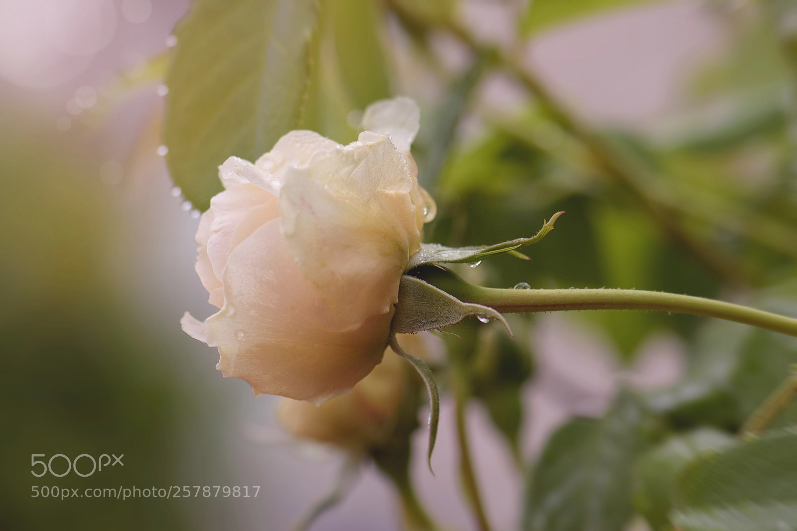 Nikon D5500 sample photo. English rose bloom photography