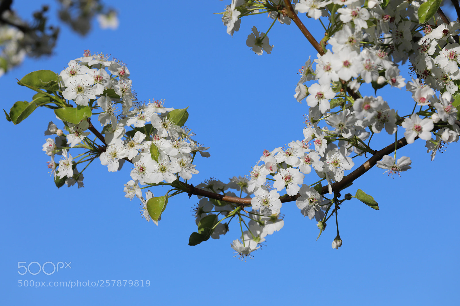 Canon EOS 5D Mark IV sample photo. Apple blossom photography