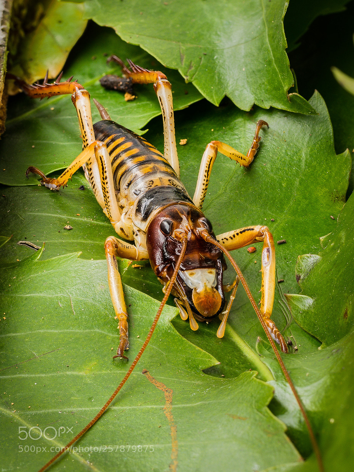 Olympus OM-D E-M1 sample photo. Wellington tree weta photography