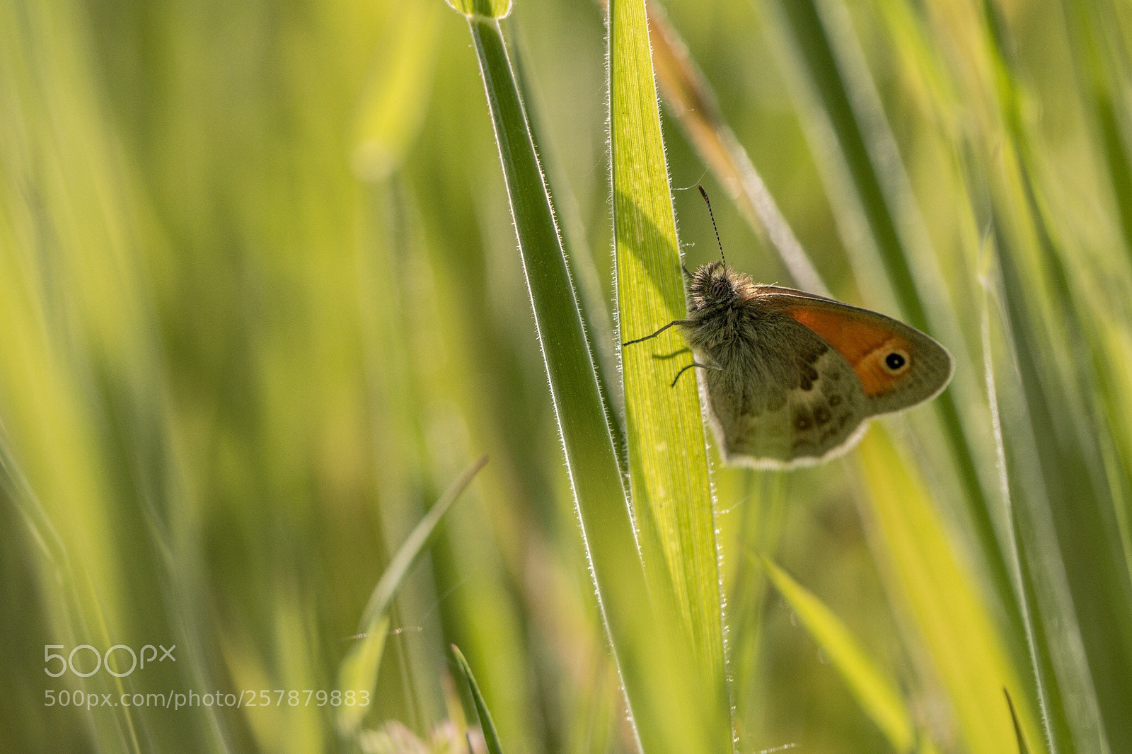 Nikon D7200 sample photo. Small heath photography