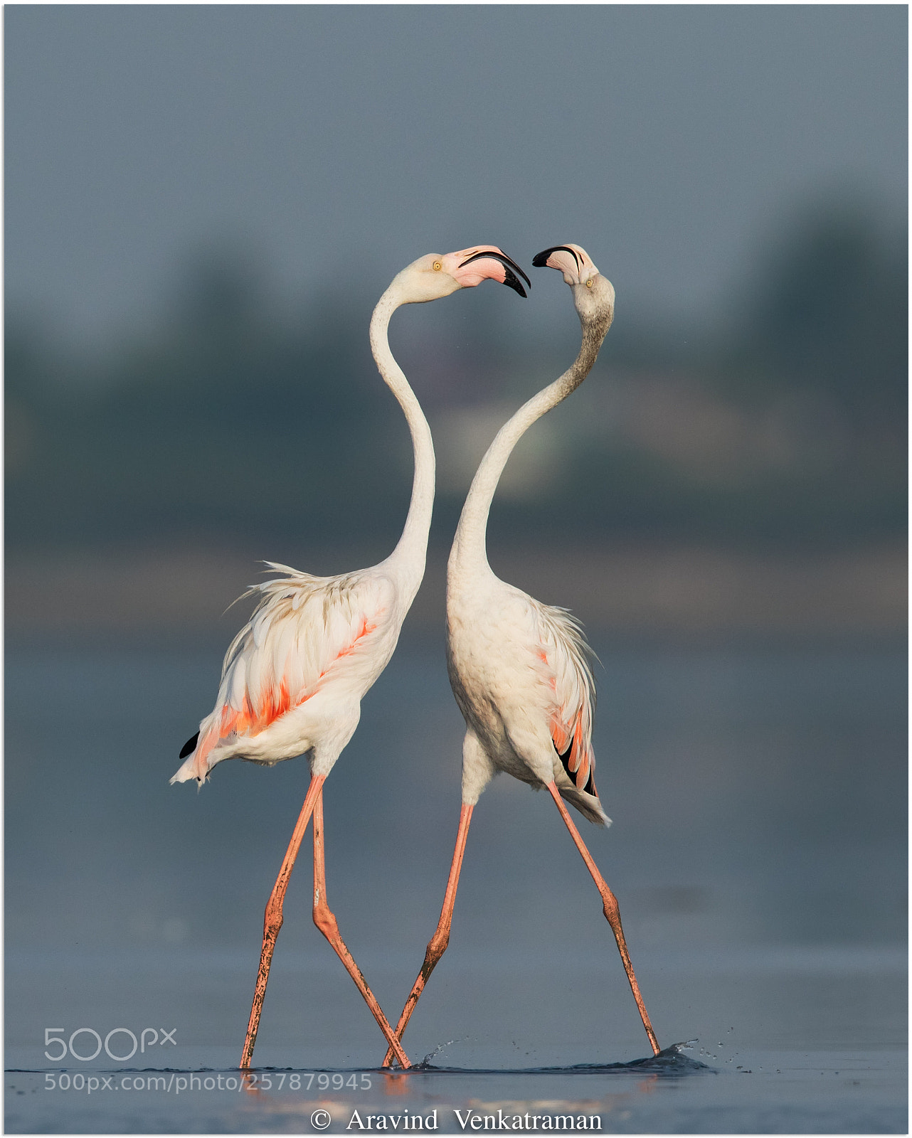 Canon EOS 7D Mark II sample photo. Greater flamingo photography