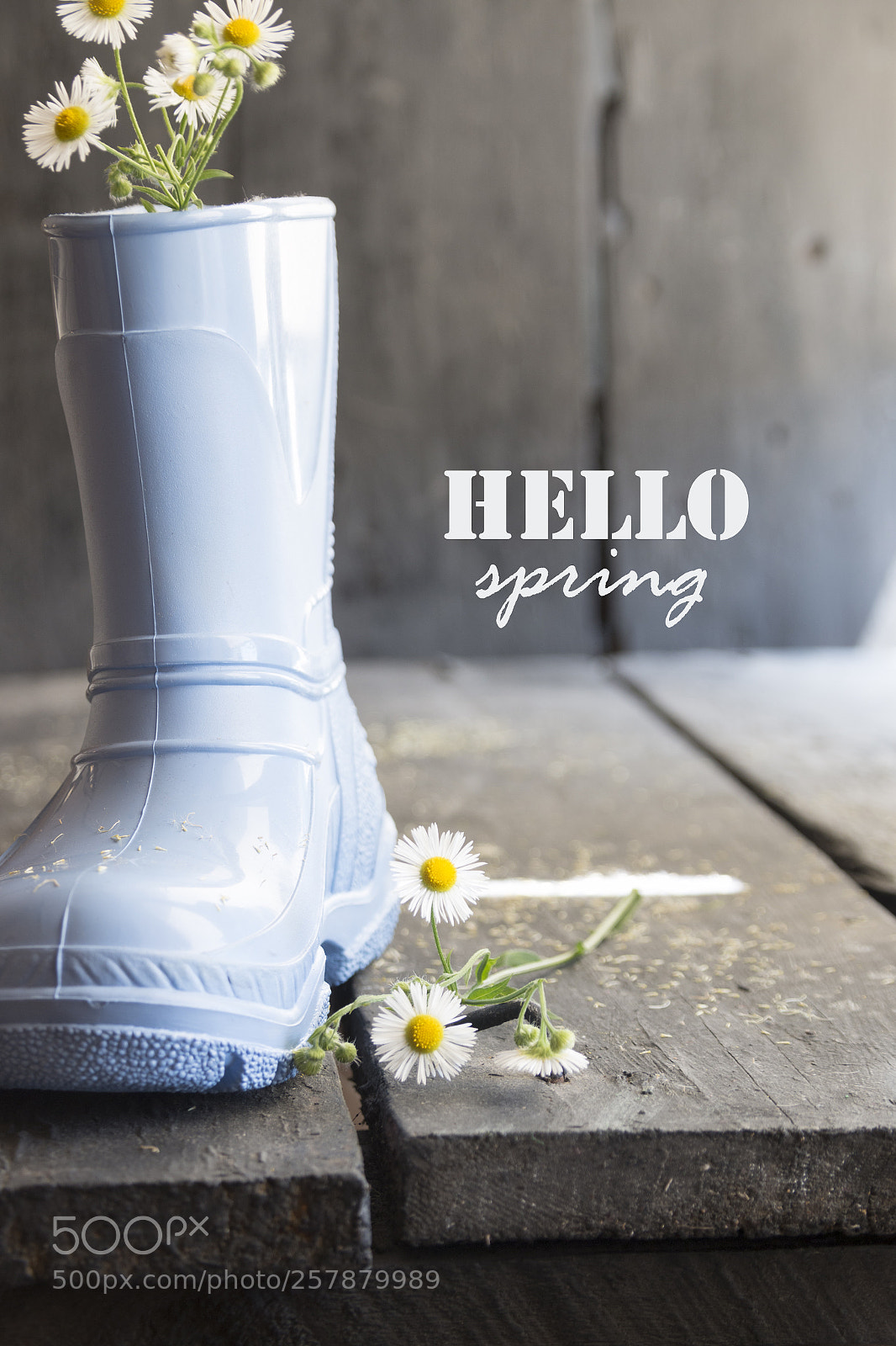 Canon EOS 70D sample photo. Hello spring, daisy and photography