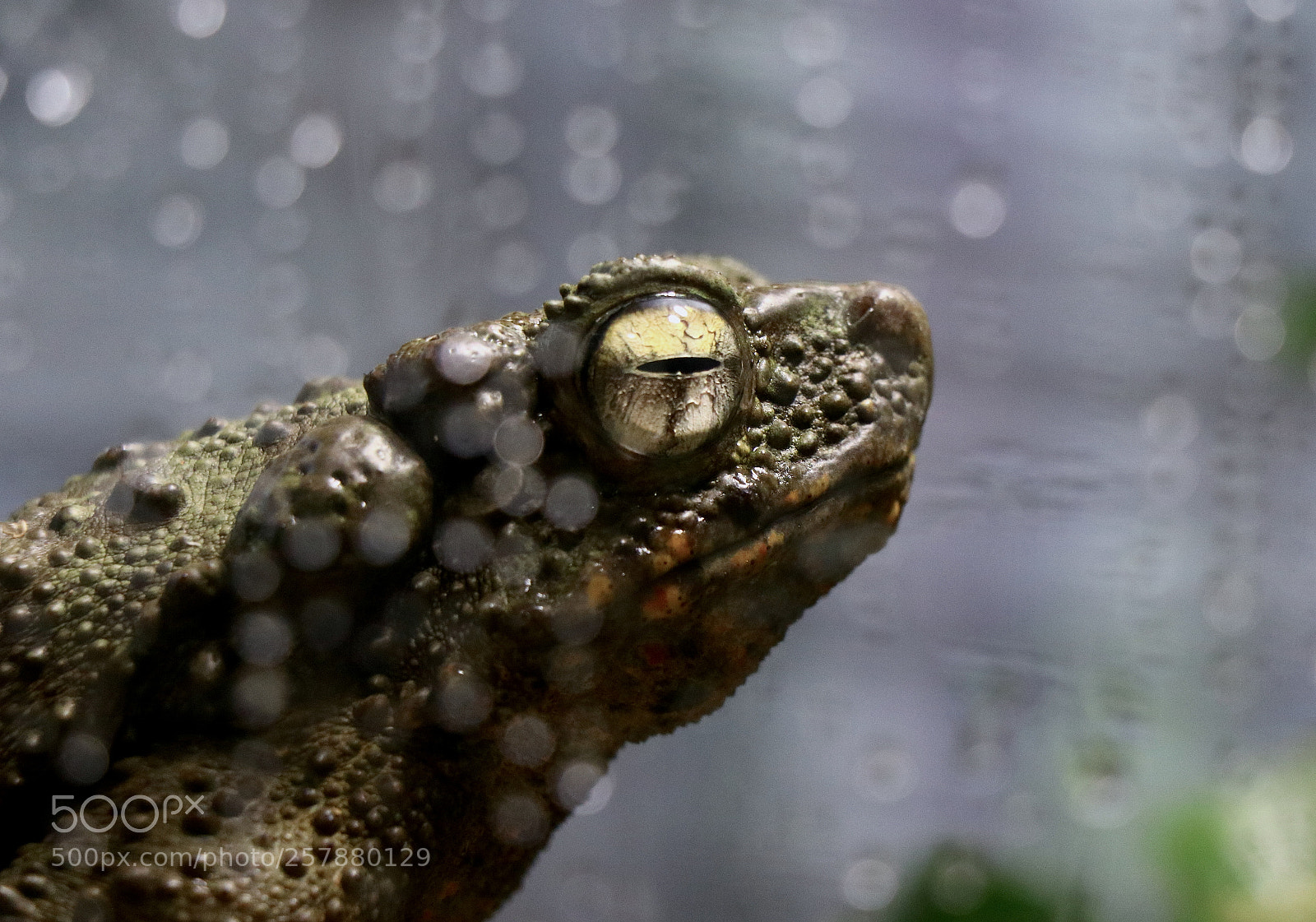 Canon EOS 80D sample photo. Rainy day frog. photography